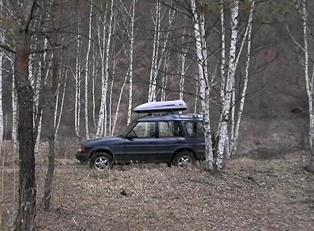 Disco through the white birch