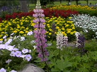 Good area one of the park