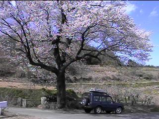 Below the cherry blossoms