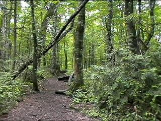 Forest of beech
